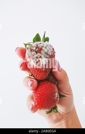 Closeup of rotten moldy strawberry in female hand isolated on white background. Damaged berry with Botrytis cinerea mold Stock Photo