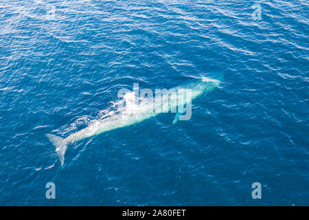 A Pygmy blue whale, Balaenoptera musculus brevicauda, rises to the surface to breathe in Indonesia's Banda Sea. This subspecies reaches over 23 meters. Stock Photo