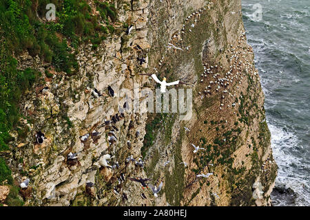 Seabird nesting colony, including Puffin, Gannets, Guillemots and Fulmers, on the RSPB Nature Reserve at Bempton Cliffs on the Yorkshire Coast Stock Photo