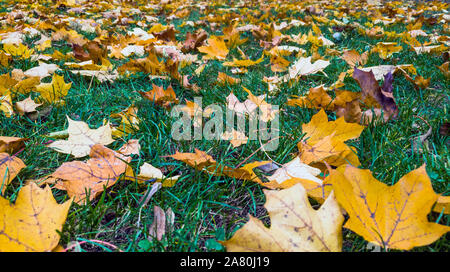defocused autumn foliage with dry golden leaves on green grass background with copy space for text Stock Photo