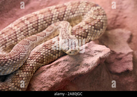 A Brown Snake Rolled Up On A Stone - Concept Wild Animals Stock Photo -  Alamy