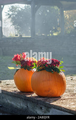 Pumpkins used to hold flowers, ready as decorations for a Bonfire Night party Stock Photo