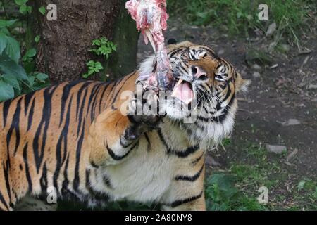 Male Sumatran Tiger, Joao (Panthera tigris sumatrae) Stock Photo