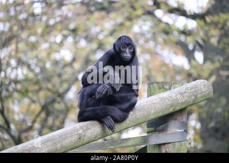 Male Colombian Spider Monkey, Charlie (Ateles fusciceps rufiventris) Stock Photo