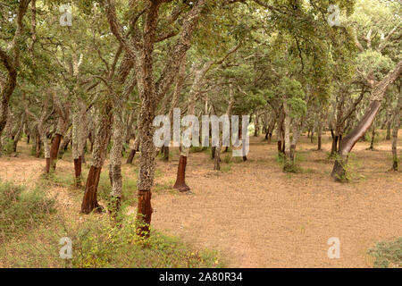 Cork extraction in a cork oak forest in Sassari province, Sardinia, Italy Stock Photo