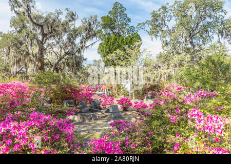 Pink blooming azalea bushes on historic Bonaventure Cemetery near Savannah, Georgia. Stock Photo