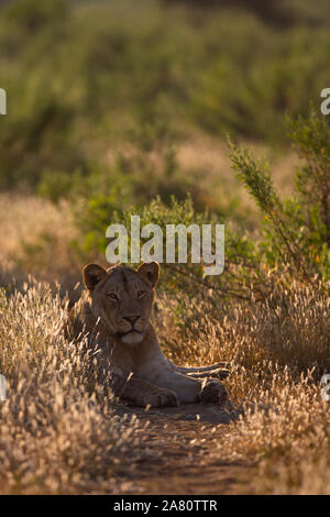 Young male Lion laying down in the sand in the Kruger National Park ...