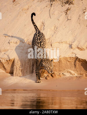 A Jaguar walking on a beach in the Pantanal Stock Photo
