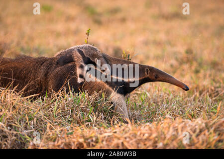 A Giant Anteater carrying a baby on its back in Central Brazil Stock Photo