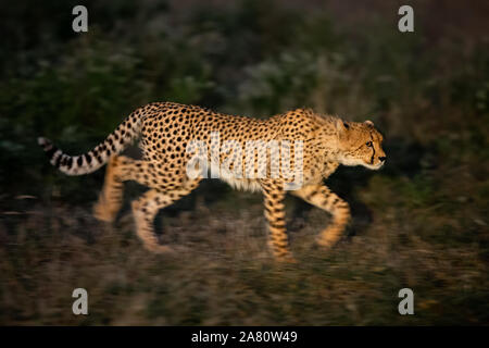 Juvenile Cheetah Male (Acinonyx jubatus) walking photographed with slow shutterspeed, Mashatu Game Reserve, Botswana Stock Photo