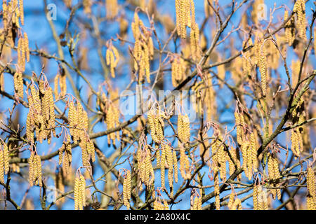 Male catkins on common hazel Stock Photo