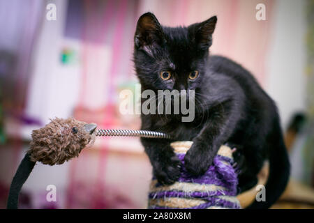 Black kitten 3 months old sitting on clawfish. tabby cat sits next to claw stick in background of room. cat plays with toy mouse on wire. Stock Photo