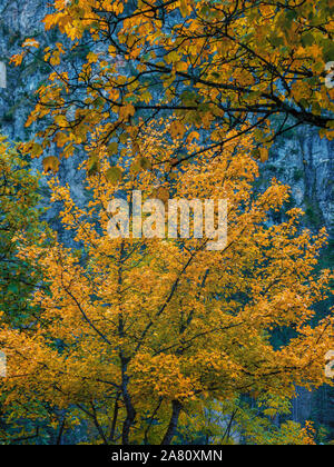 Fragment of an autumn forest on a background of blue mountains in the early morning in the Alps Stock Photo
