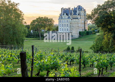 France, Maine et Loire, Brissac Loire Aubance, Chateau de Brissac and park, the Five Centuries vineyard and the castle on evening // France, Maine-et- Stock Photo