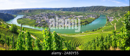 bend of the Moselle river at Piesport on the right, Germany, panorama from above, nature monument Moselloreley background right side Stock Photo