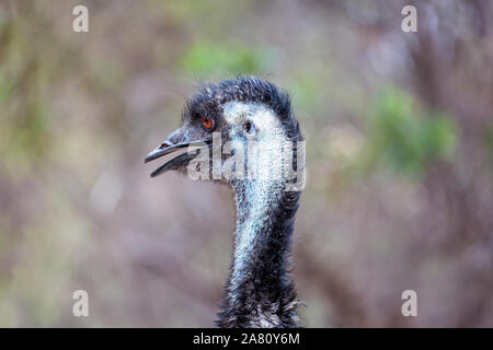 Close up side on view of Emu head Stock Photo