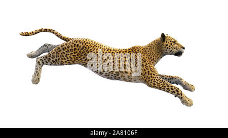 leopard-running-wild-animal-