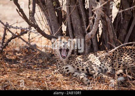 Single cheetah yawning as it rests in the shade during the afternoon, Ruaha National Park, Tanzania Stock Photo