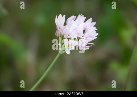 Rosy Garlic Flowers in Bloom in Springtime Stock Photo
