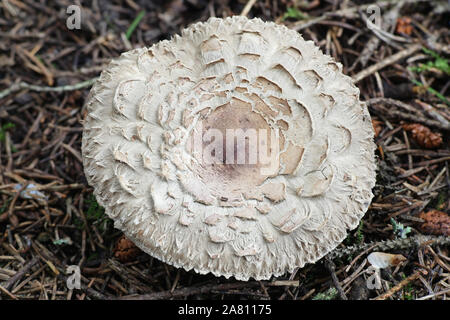 Chlorophyllum olivieri, formerly Macrolepiota olivieri, known as Shaggy Parasol, wild edible mushroom from Finland Stock Photo