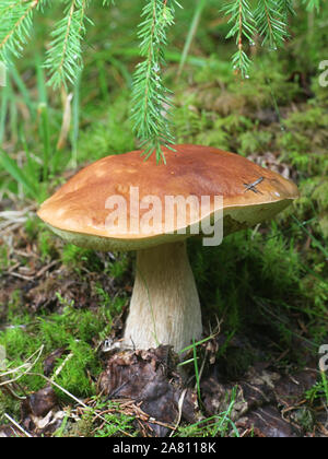 Boletus edulis, known as penny bun, cep, porcino or porcini, wild edible mushroom from Finland Stock Photo