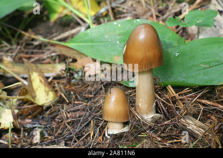 Amanita fulva, commonly called the tawny grisette, wild mushroom from Finland Stock Photo