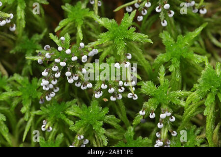 Didymium melanospermum, a slime mold growing on sphagnum moss in Filnad Stock Photo