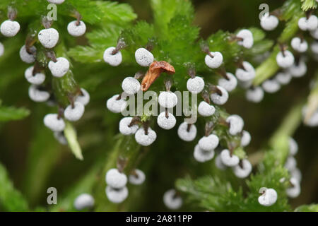 Didymium melanospermum, a slime mold growing on sphagnum moss in Filnad Stock Photo