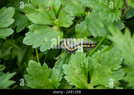 Scarlet Tiger Moth Caterpillar on Leaf in Springtime Stock Photo