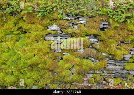 Moss covered dry stone walll Stock Photo