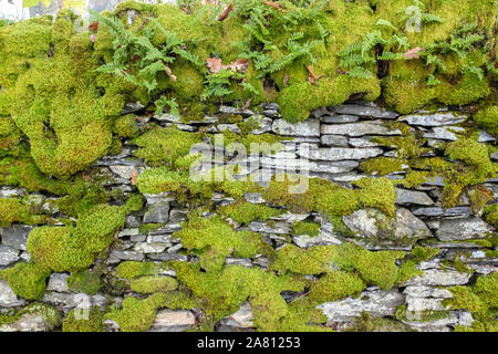 Moss covered dry stone walll Stock Photo
