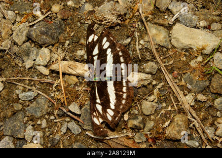 A beautiful small butterfly in black and white zebra colors. Stock Photo