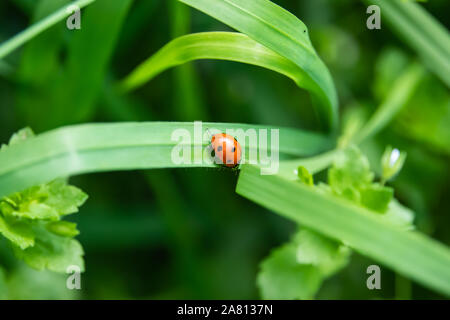 Seven Spotted Lady Beetle on Leaf in Springtime Stock Photo