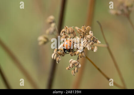 Seven Spotted Lady Beetle on Apiaceae Fruits Stock Photo