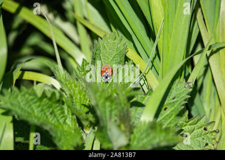 Seven Spotted Lady Beetle on Leaf in Springtime Stock Photo