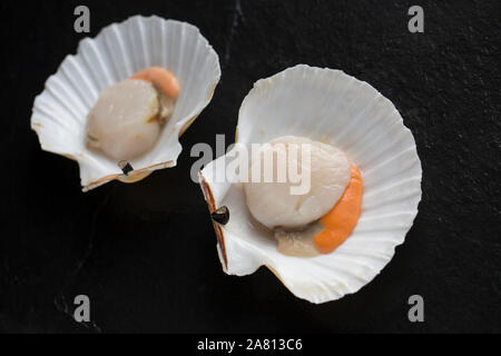 Two raw, uncooked King, or Great scallops, Pecten maximus, in their shell photographed on a dark slate background. England UK GB Stock Photo