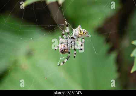 Shamrock Orb Weaver With Prey in Summer Stock Photo