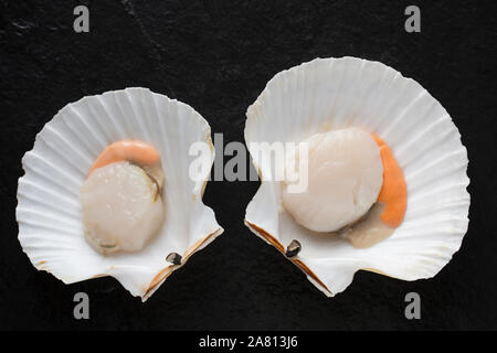 Two raw, uncooked King, or Great scallops, Pecten maximus, in their shell photographed on a dark slate background. England UK GB Stock Photo