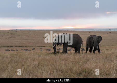African bush elephants feeding on grasses at sunset in Maasai Mara reserve, Kenya Stock Photo