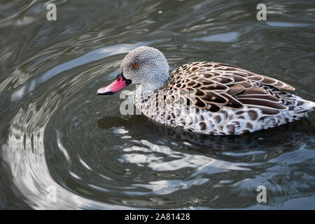 Cape teal Anas capensis - an African dabbling duck seen here as a captive bird at Slimbridge Gloucestershire UK Stock Photo