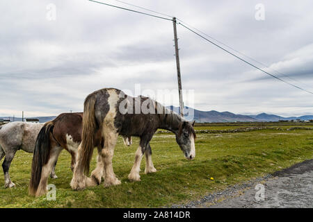 Horses grazing in a rural Irish meadow on the side of the road, Maharees on west coast of Ireland Stock Photo