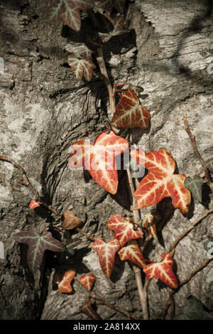 Common Ivy, Hedera helix, growing up the trunk of a beech tree in November. The leaves are seen here having turned reddish in colour. Background desat Stock Photo
