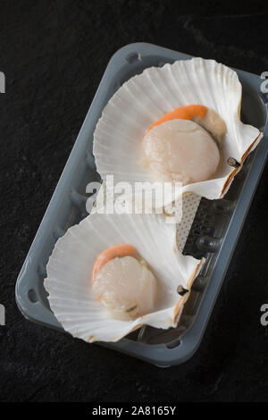 Two raw, uncooked King, or Great scallops, Pecten maximus, in their shell photographed on a dark slate background. England UK GB Stock Photo