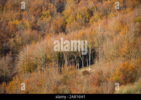 Beech trees on a hillside in early November in North Dorset England UK GB Stock Photo