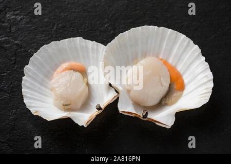 Two raw, uncooked King, or Great scallops, Pecten maximus, in their shell photographed on a dark slate background. England UK GB Stock Photo