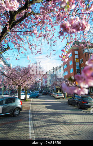 Cherry Blossom On Ruttenscheider Street In Essen Ruttenscheid More Than 0 Japanese Ornamental Church Trees Transform The Shopping Street Into A Pin Stock Photo Alamy