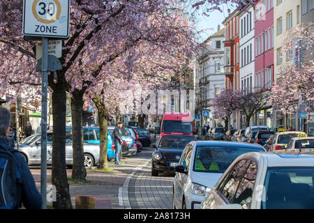 Cherry Blossom On Ruttenscheider Street In Essen Ruttenscheid More Than 0 Japanese Ornamental Church Trees Transform The Shopping Street Into A Pin Stock Photo Alamy