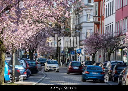 Cherry Blossom On Ruttenscheider Street In Essen Ruttenscheid More Than 0 Japanese Ornamental Church Trees Transform The Shopping Street Into A Pin Stock Photo Alamy