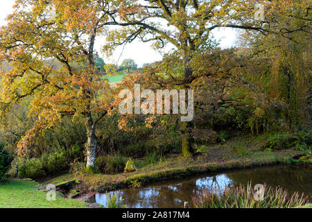 Oak trees leaves in full autumn colour on a sunny day by a garden pond in October sunshine Carmarthenshire Wales UK  KATHY DEWITT Stock Photo