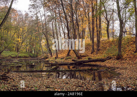 Park alleyway during the late Autumn Season, Usedom Island on the Baltic coast. Stock Photo